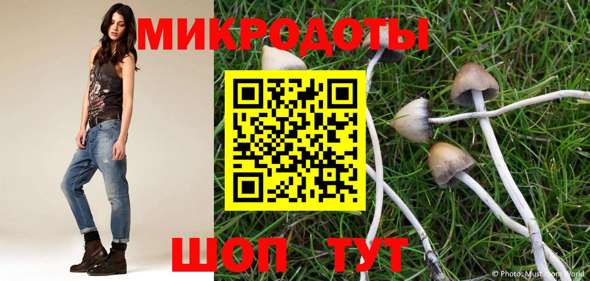 Галлюциногенные грибы Psilocybe Петрозаводск